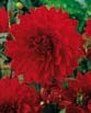 Dahlia  GARDEN WONDER